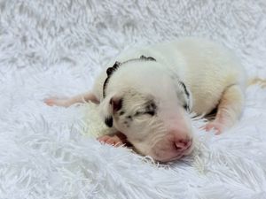 Newborn white puppy with black spots sleeping peacefully on a soft white fluffy blanket.