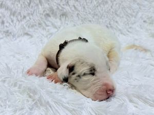 Newborn white puppy with black collar sleeping peacefully on fluffy white fur blanket.