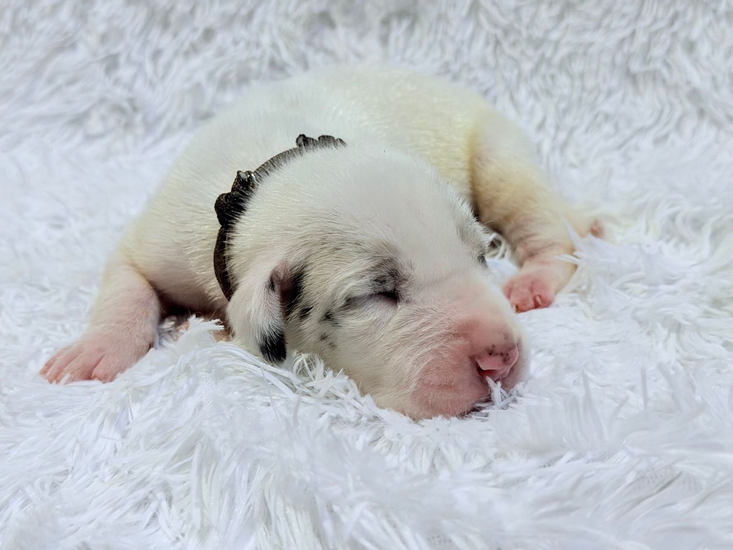 Newborn white puppy sleeping peacefully on a fluffy white blanket, wearing a tiny black collar.