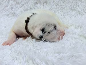 Newborn white puppy with brown collar sleeping curled up on fluffy white blanket.