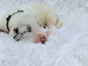 Tiny newborn white puppy sleeping peacefully on a soft white fluffy blanket.