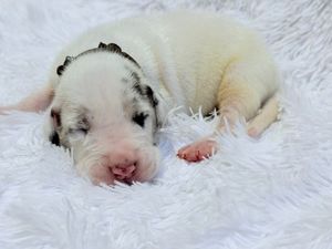 Newborn white puppy with black spots sleeping peacefully on a soft white fluffy blanket.