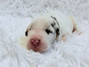 Newborn white puppy with black spots resting on a fluffy white blanket, eyes closed, pink nose visible.