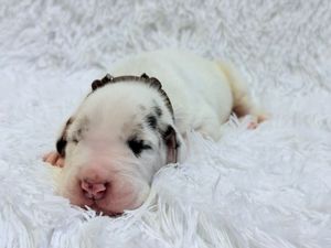 Newborn puppy with white and black spotted fur sleeping peacefully on a fluffy white blanket.