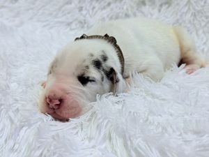 Newborn white puppy with black markings sleeping peacefully on a fluffy white blanket.