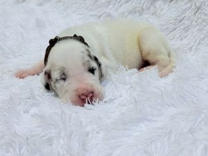 Newborn white and merle puppy sleeping on a fluffy white blanket wearing a tiny black collar.