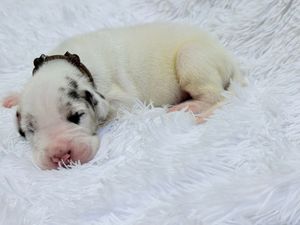 Newborn white puppy with black spots sleeping peacefully on a fluffy white blanket.
