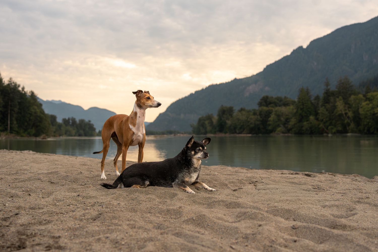 Two dogs on a sandy riverbank with mountains and trees in the background at dusk.