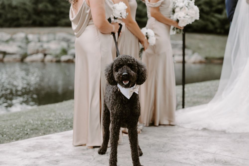 A dark brown poodle wearing a white bow tie stands proudly among bridesmaids in champagne gowns at an outdoor wedding.