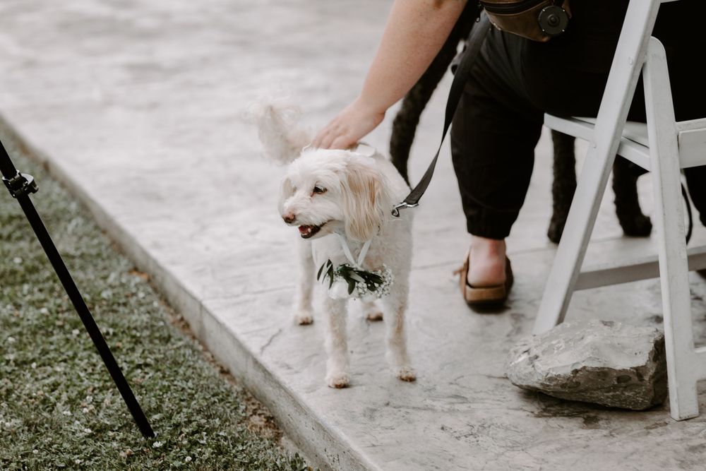 A small white fluffy dog wearing a floral collar stands on a concrete path during an outdoor wedding ceremony.