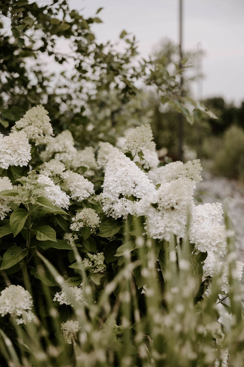 White hydrangea blooms with lush green leaves growing along a garden path on an overcast day.