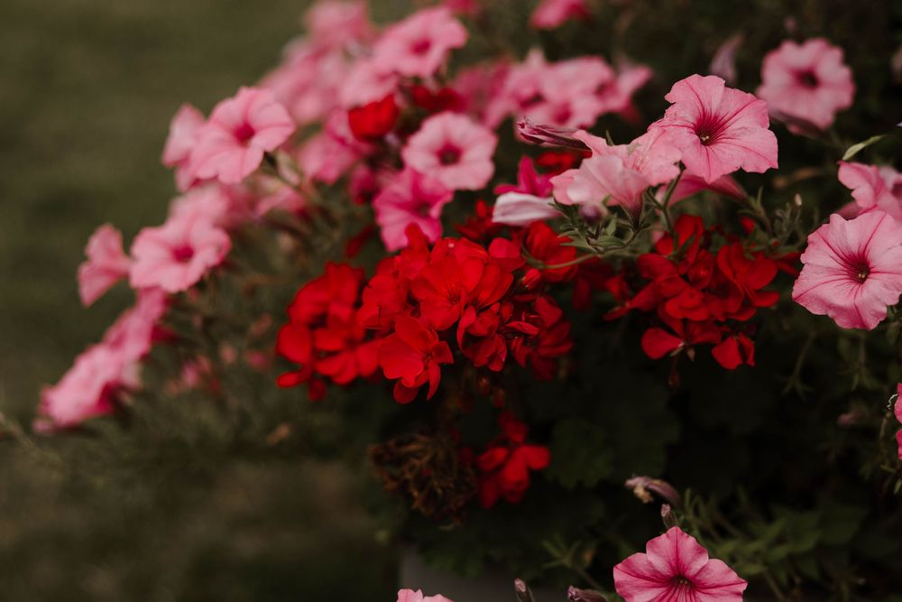 Vibrant red and pink petunias and geraniums blooming in a lush garden flowerbed with soft bokeh background.