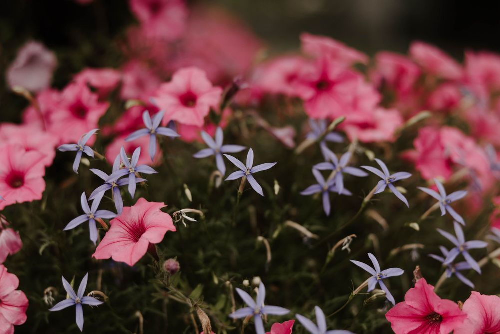 Pink petunias and delicate blue star-shaped flowers bloom together in a lush garden display.