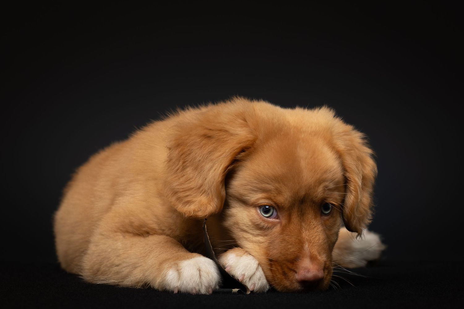 Toller pup