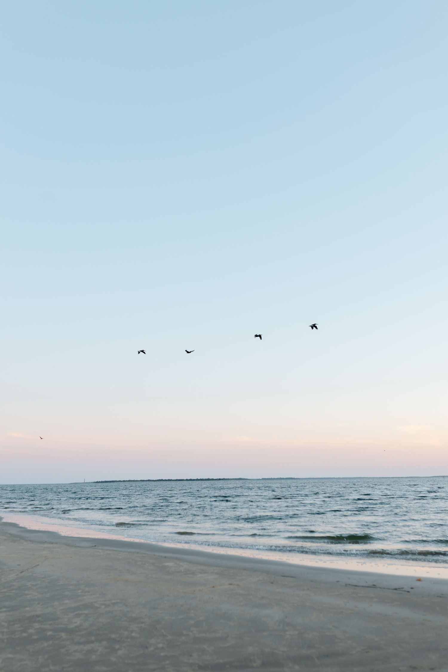Four birds fly over a calm beach at dusk with pastel pink and blue sky reflecting on gentle ocean waves.