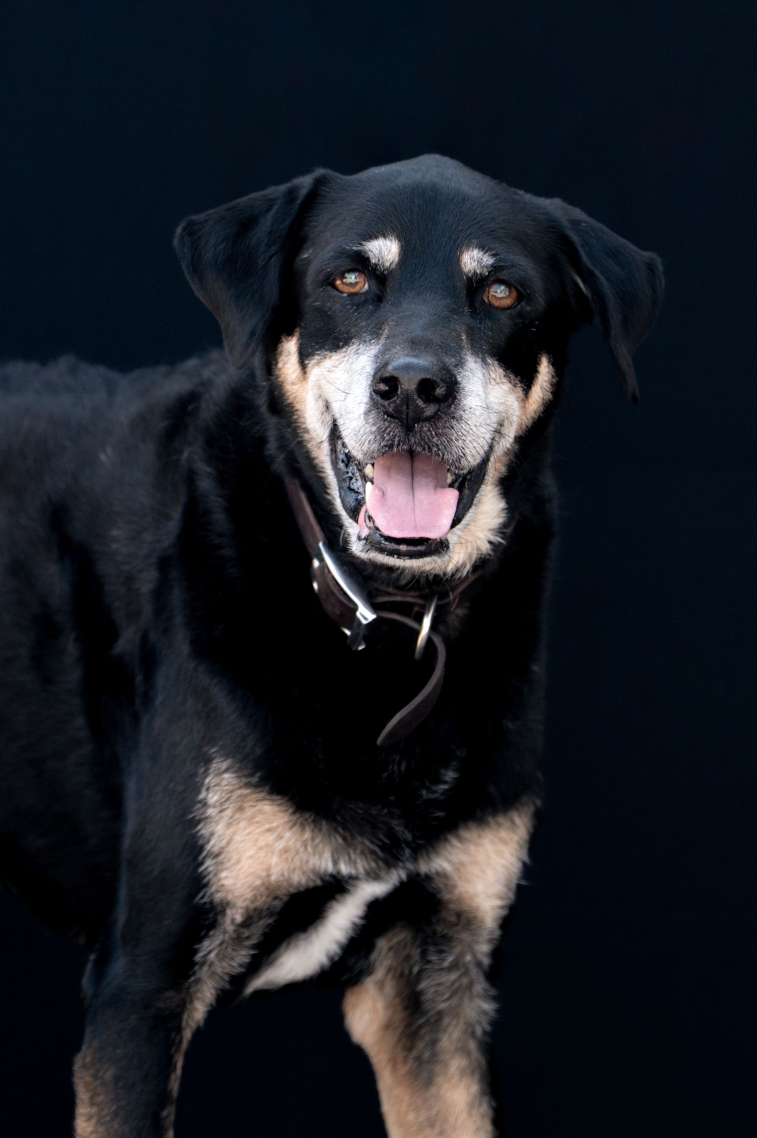 Senior Rottweiler mix dog with graying muzzle wearing black collar, posed against dark background.
