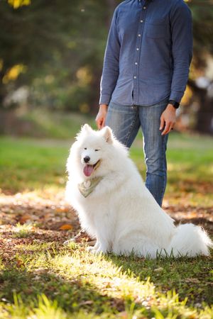 Fluffy white Samoyed dog sitting on grass in a sunny park beside a man in a blue shirt and jeans.