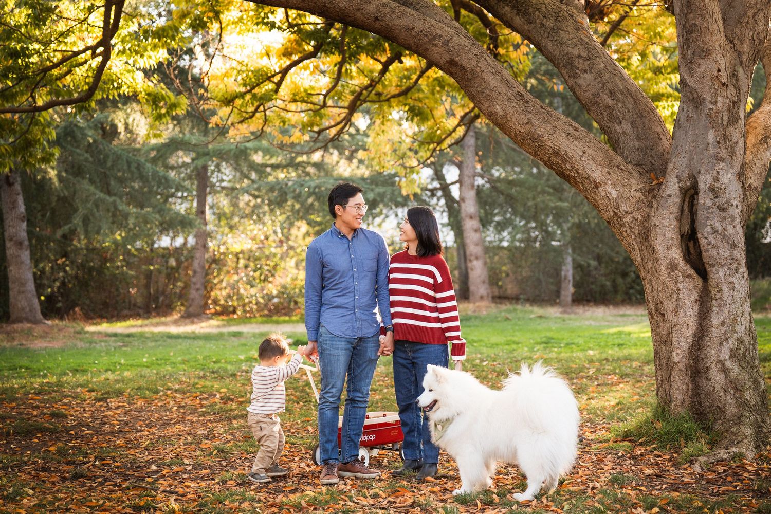 Family with young child and white Samoyed dog posing under large tree in autumn park with fallen leaves.