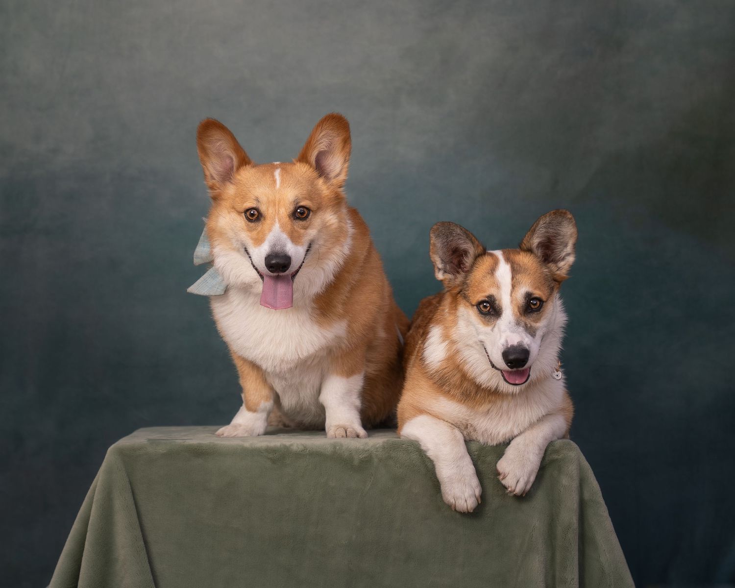 Two adorable Pembroke Welsh Corgi dogs posing together on a green velvet table against a studio backdrop.