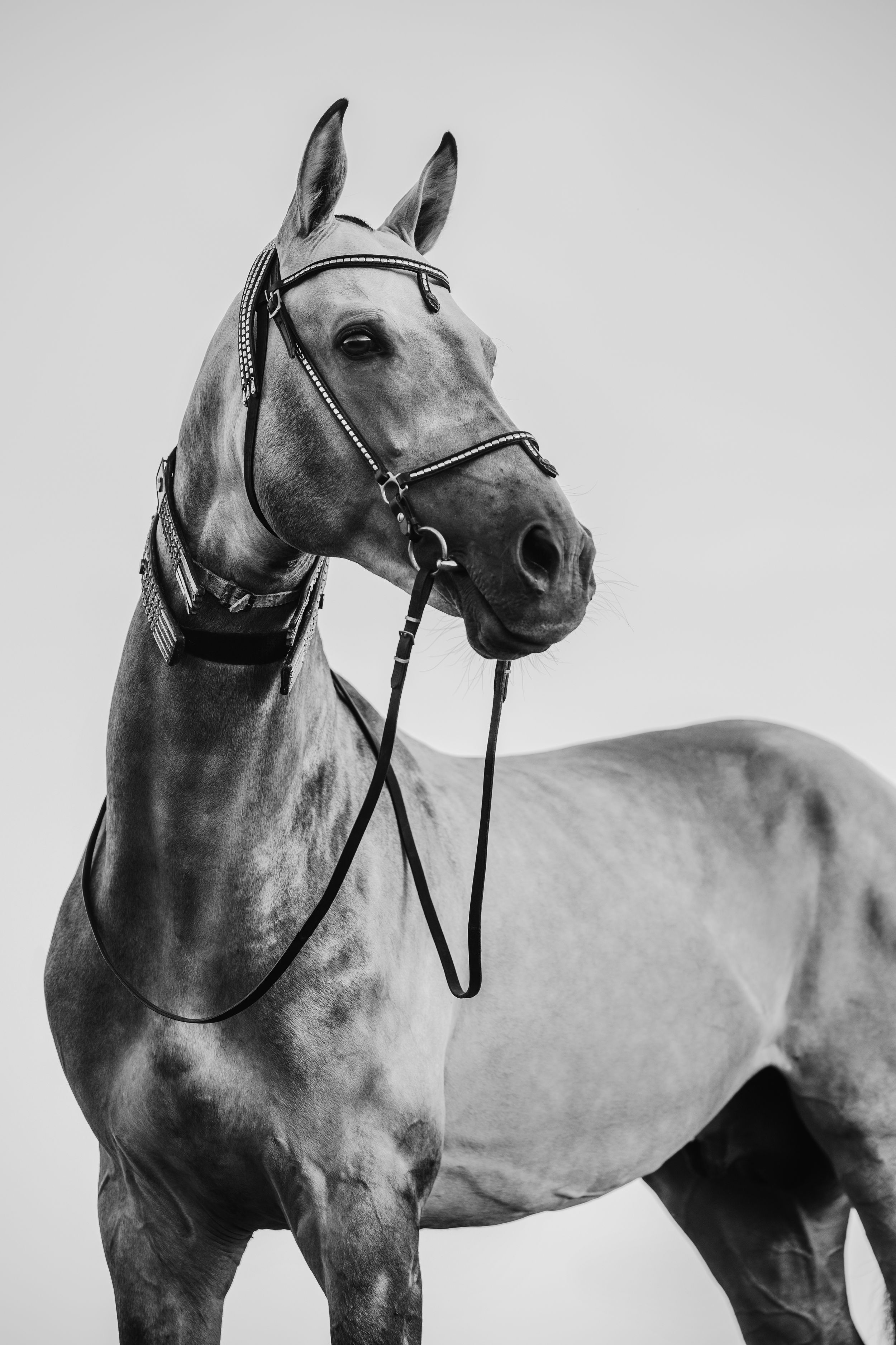 Black and white portrait of an elegant horse wearing a bridle against a light background.