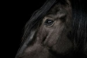 Dramatic close-up portrait of a dark black horse eye against black background.