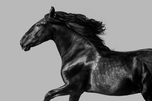 Black and white photo of a powerful black horse galloping on gray background.
