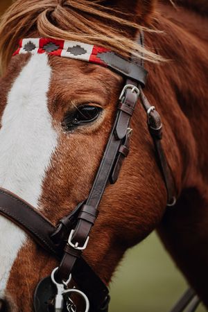 Close-up of a chestnut horse wearing a decorative red and black bridle with leather straps.