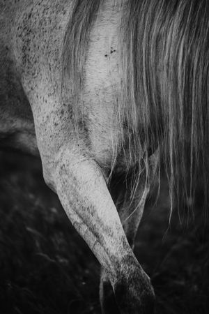 Black and white image of a grey horse leg and flowing tail.