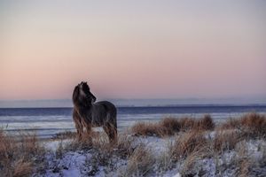A dark horse with a flowing mane stands on a snowy beach dune beneath a soft pink sunset sky.