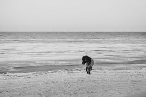 Lone horse stands on a vast sandy beach beside calm ocean waves in black and white.