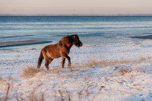 Wild brown horse walking along a snowy beach at sunset near the ocean shore.