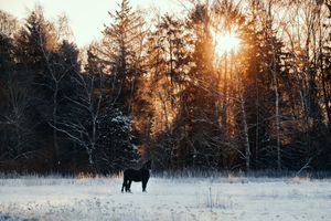 A black horse stands in a snow-covered field at golden sunset with frost-laden trees glowing in the background.
