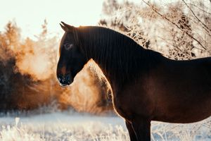 Dark bay horse standing in a snowy winter landscape with frost-covered trees at sunset.