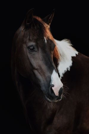 Dramatic studio portrait of a bay paint horse with white blaze against black background.