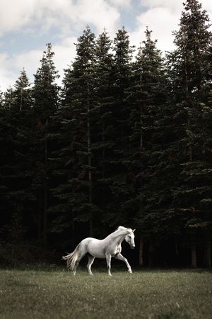 A white horse trots gracefully across a green meadow with tall dark pine trees in the background.