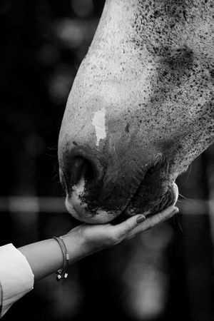 Close-up black and white photo of a horse lowering its muzzle into a persons outstretched hand.