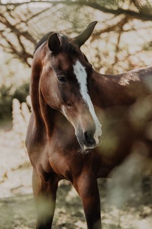 A majestic brown horse with a white blaze stands among golden-lit trees in a serene outdoor portrait.