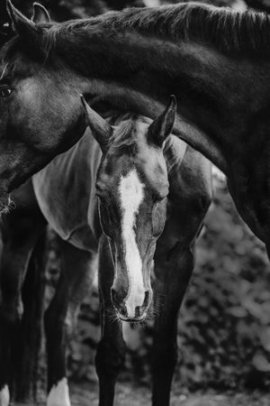 Black and white photo of a young foal standing between adult horses, featuring a distinctive white blaze on its face.