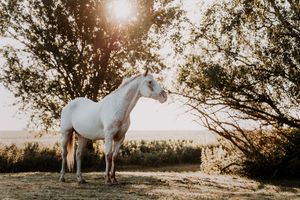 White horse standing in golden sunlight beneath trees in an open field.