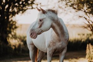 A stunning white cremello horse stands outdoors surrounded by lush green trees in soft golden light.