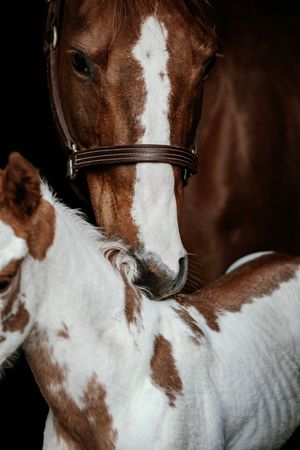 Close-up of a brown and white paint horse with foal in dark stable setting.