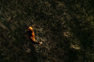 Aerial view of a single orange autumn leaf resting on dark green grass.