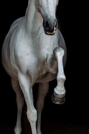Close-up of a white horse lifting its leg against a dramatic black background.