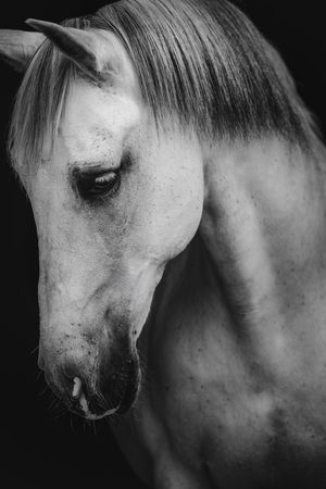 Black and white close-up portrait of a white Arabian horse with flowing mane.