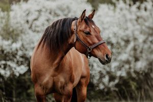 A majestic brown bay horse with a black mane wearing a halter stands before blooming white flowering trees.