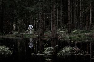 A white wolf stands at the edge of a dark forest pond, its reflection mirrored in the still water.