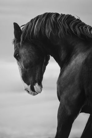 Dramatic black and white portrait of a dark horse with a flowing mane against a pale background.