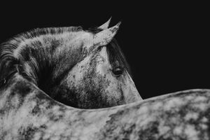 Black and white close-up portrait of a dapple grey horse against a dark background.