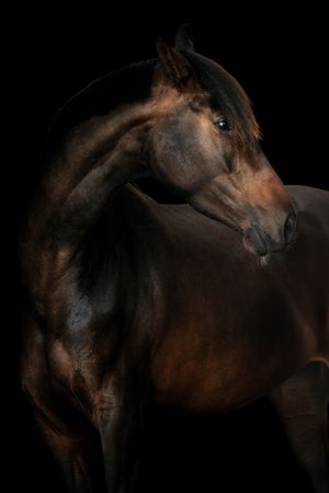 A majestic dark bay horse portrait against a black background, showcasing its muscular neck and glossy coat.
