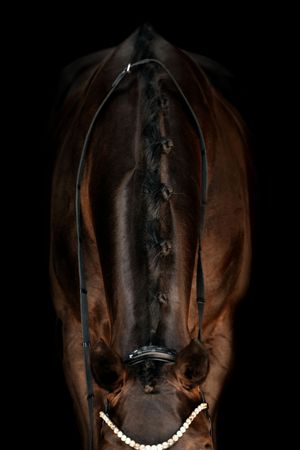 Dark bay horse wearing a bridle and pearl necklace photographed against a black background.